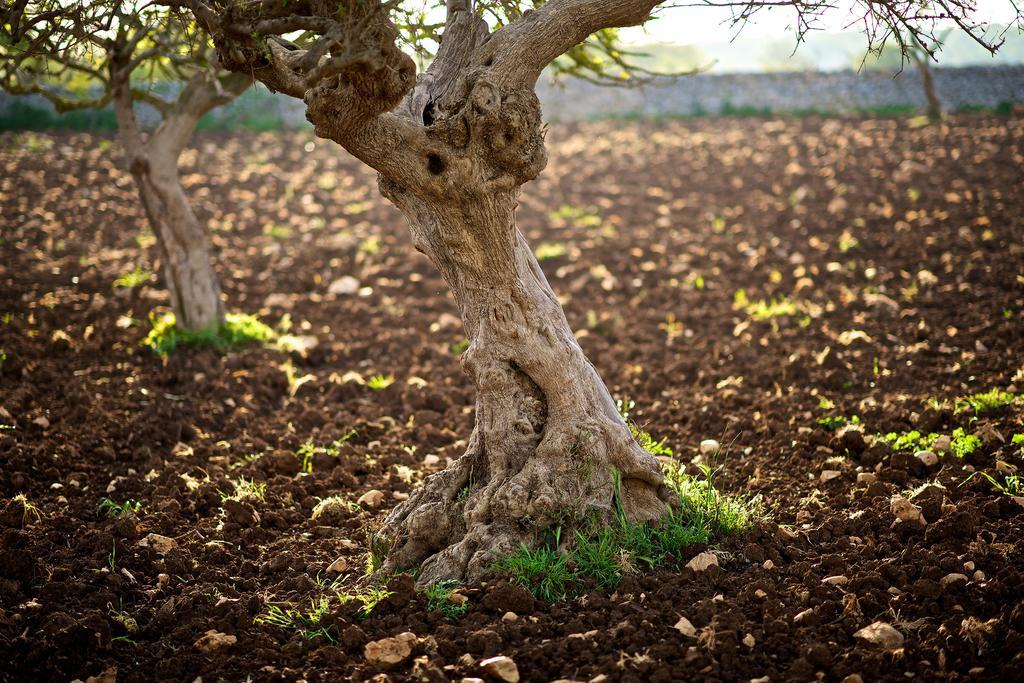 Masseria Ciavea Gioia Del Colle Εξωτερικό φωτογραφία