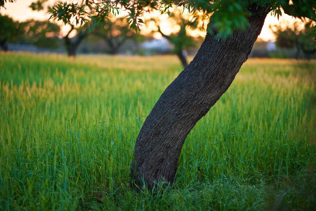Masseria Ciavea Gioia Del Colle Εξωτερικό φωτογραφία