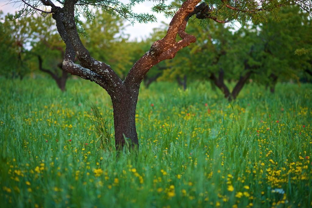 Masseria Ciavea Gioia Del Colle Εξωτερικό φωτογραφία
